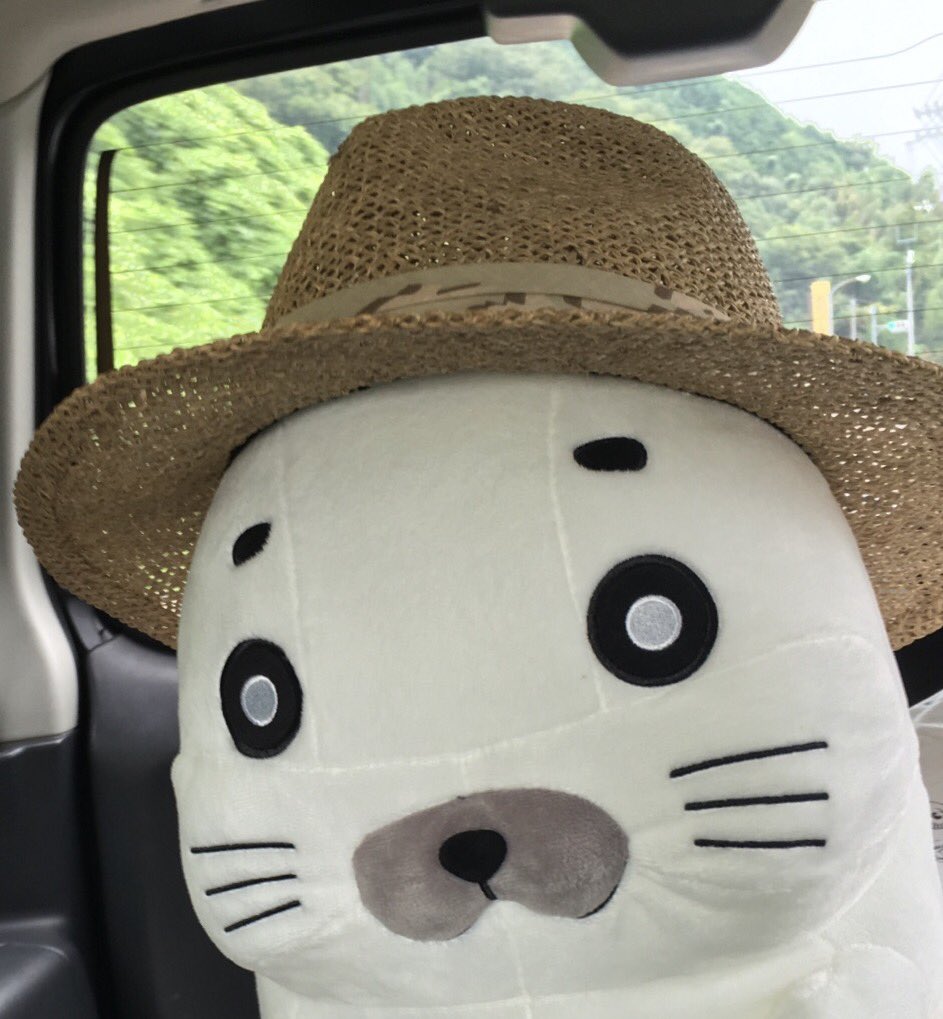 帽子が似合う❗️似合いすぎる~😍 #帽子 #ゴマちゃん 帽子が似合う❗️似合いすぎる~😍 #帽子 #ゴマちゃん