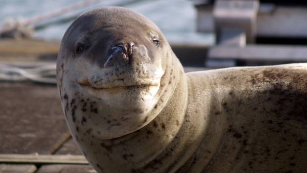 Leopard seals more common in New Zealand than previously thought, scientist says