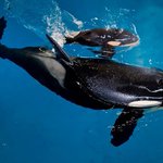 SeaWorld veterinarians euthanize orca that had lung disease SeaWorld veterinarians euthanize orca that had lung disease