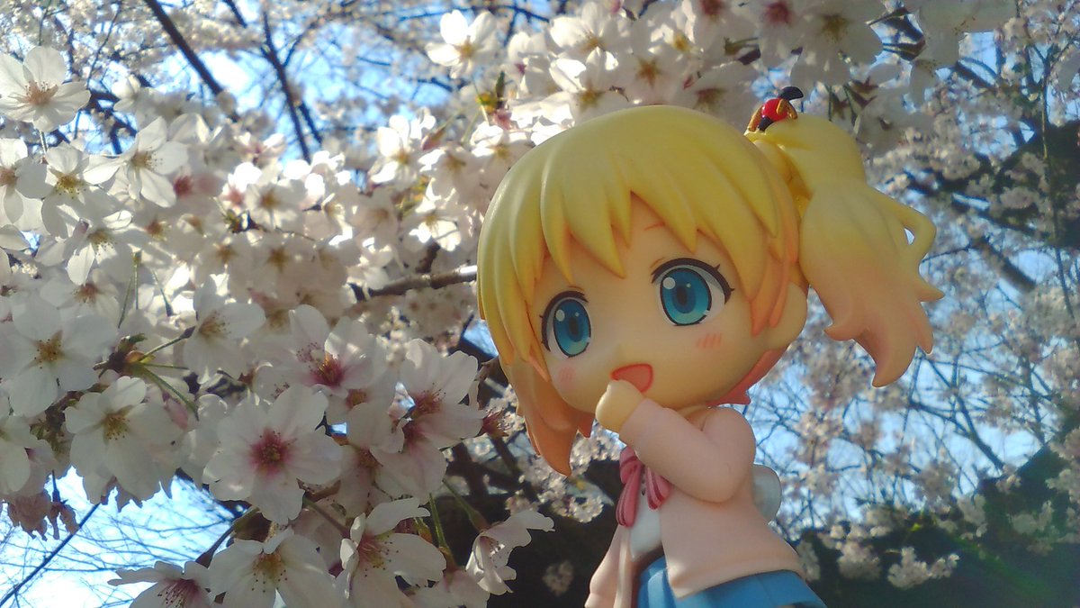 8/17【アングル:したから】【既出】華の季節をアリスちゃんと…🌸王道の花写真よりななめ下からアングルで撮ったものを📷# 8/17【アングル:したから】【既出】華の季節をアリスちゃんと…🌸王道の花写真よりななめ下からアングルで撮ったものを📷#