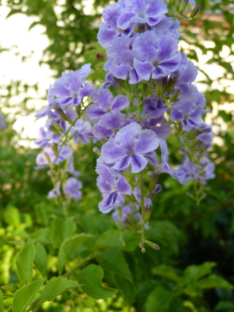 綺麗に撮れたから見てー📷さすがおまかせオートやな~笑まさか自分が公園の花愛でる様になるとは思ってなかったわ~🙃「大阪のお 綺麗に撮れたから見てー📷さすがおまかせオートやな~笑まさか自分が公園の花愛でる様になるとは思ってなかったわ~🙃「大阪のお