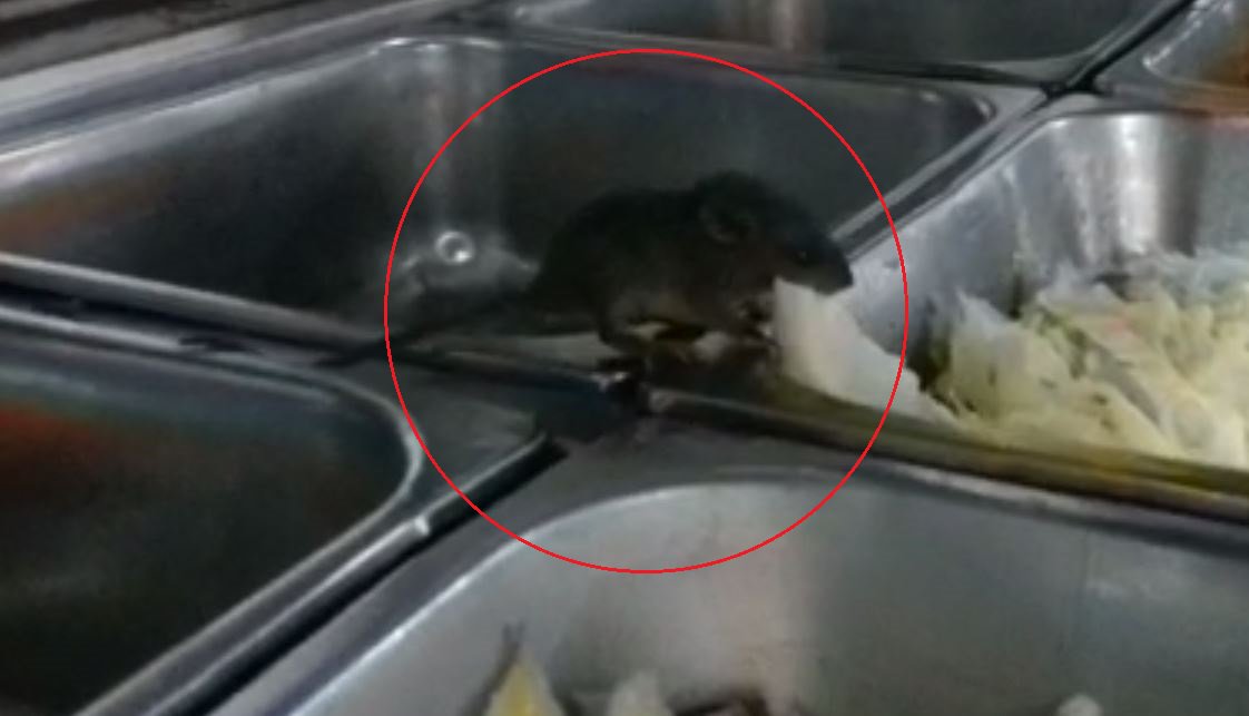 Klang hospital orders precautionary closure of canteen following viral rat video
