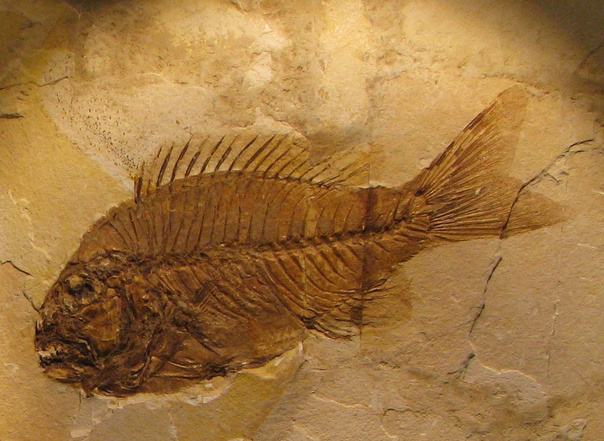 #FossilFriday