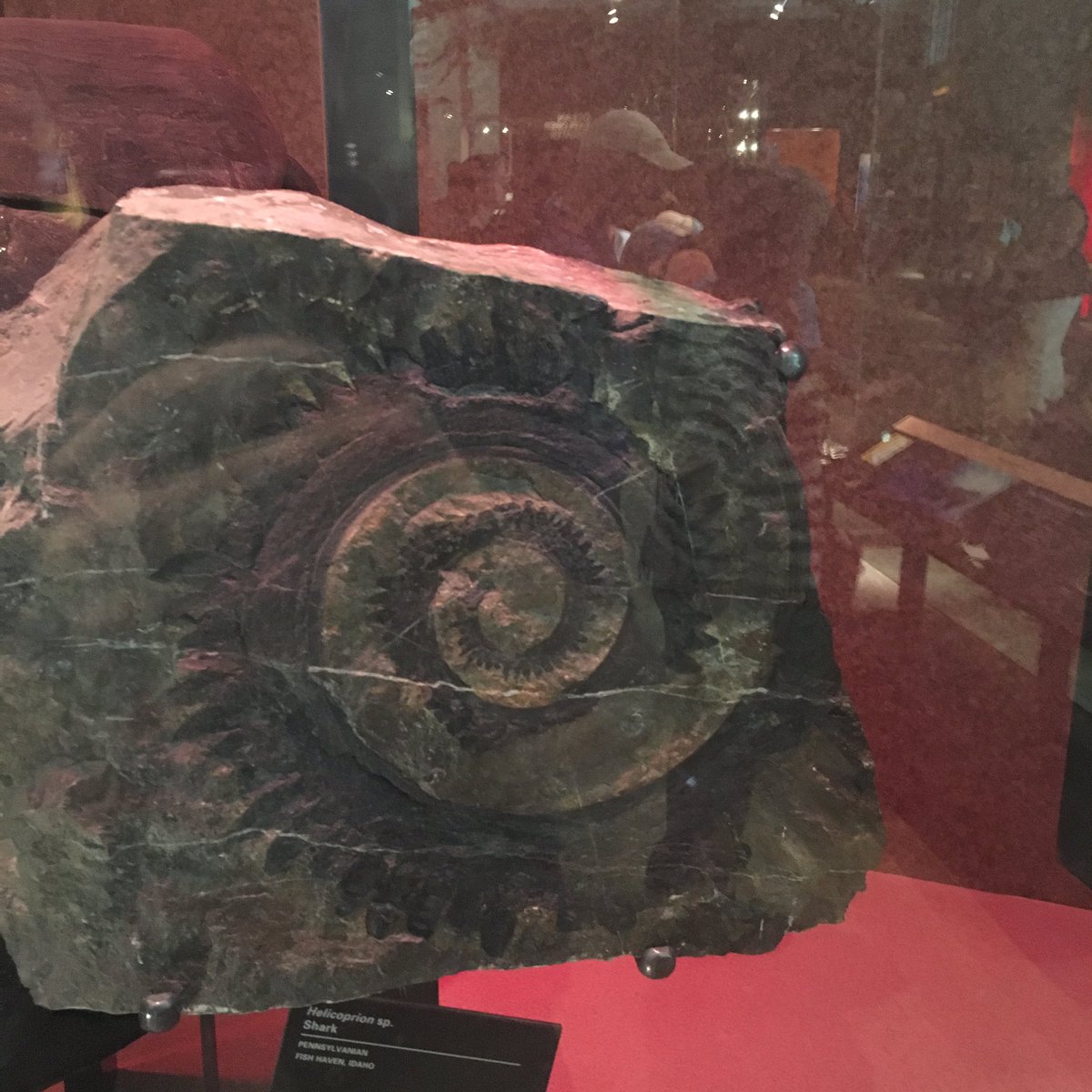 #FossilFriday