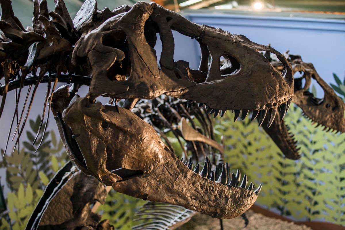 #FossilFriday