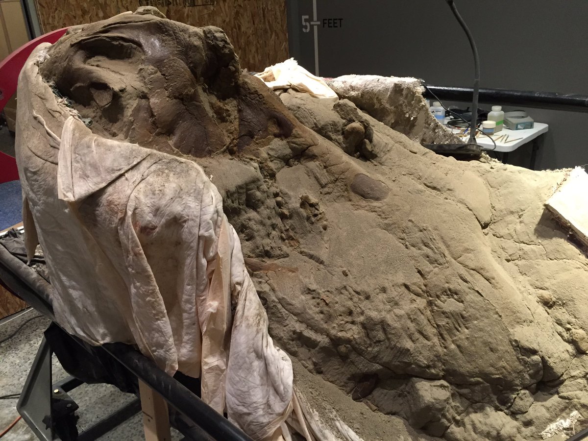 #FossilFriday