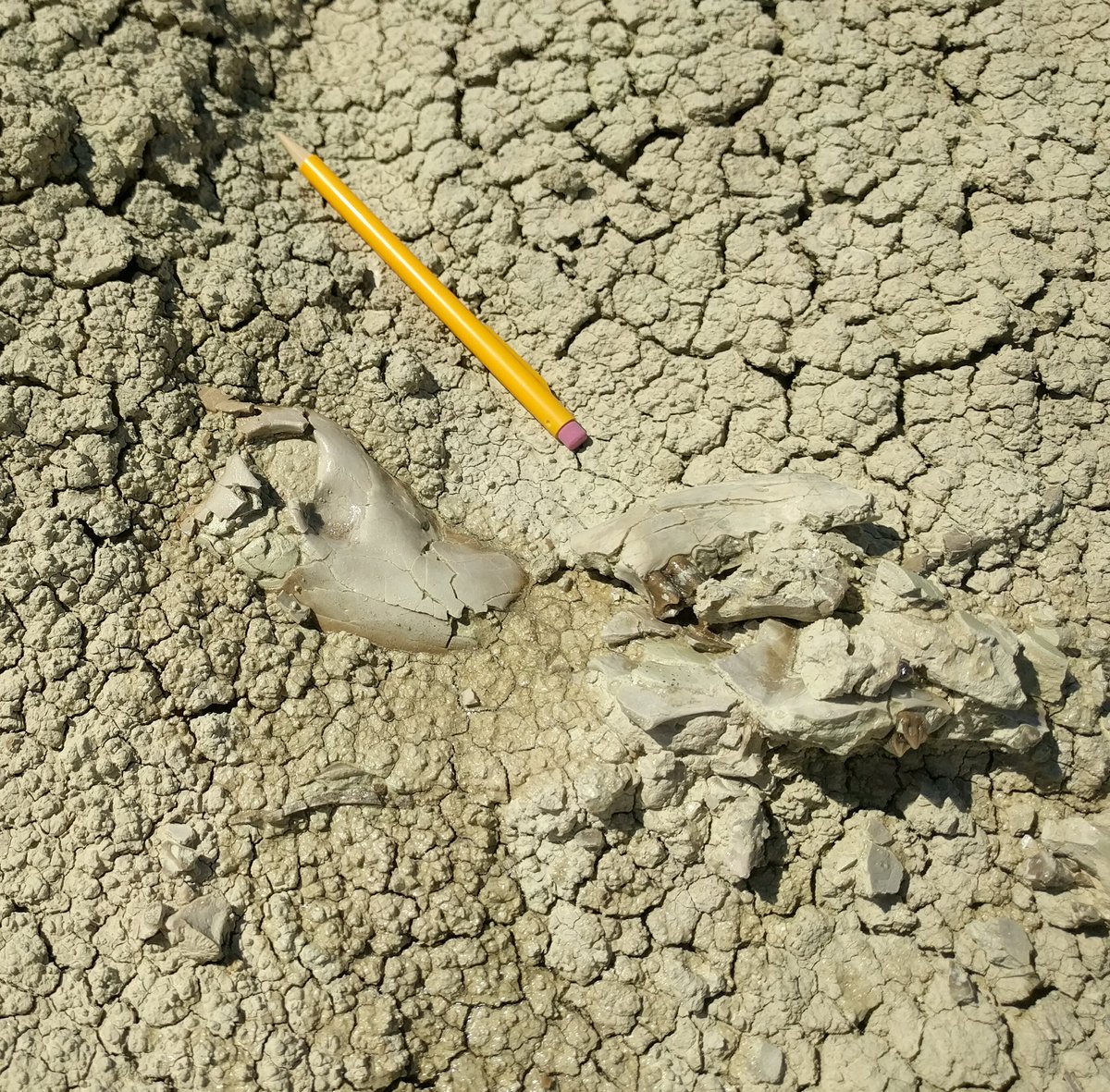 #FossilFriday