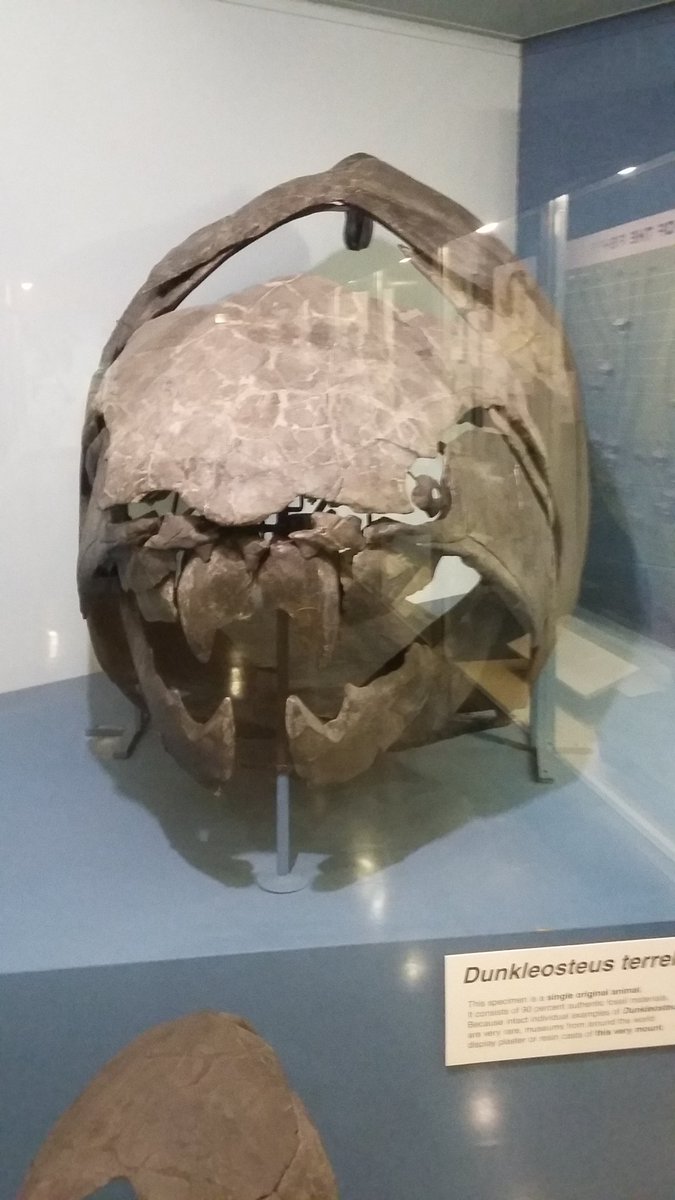 #FossilFriday