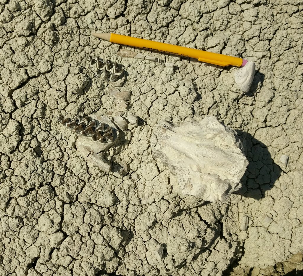 #FossilFriday