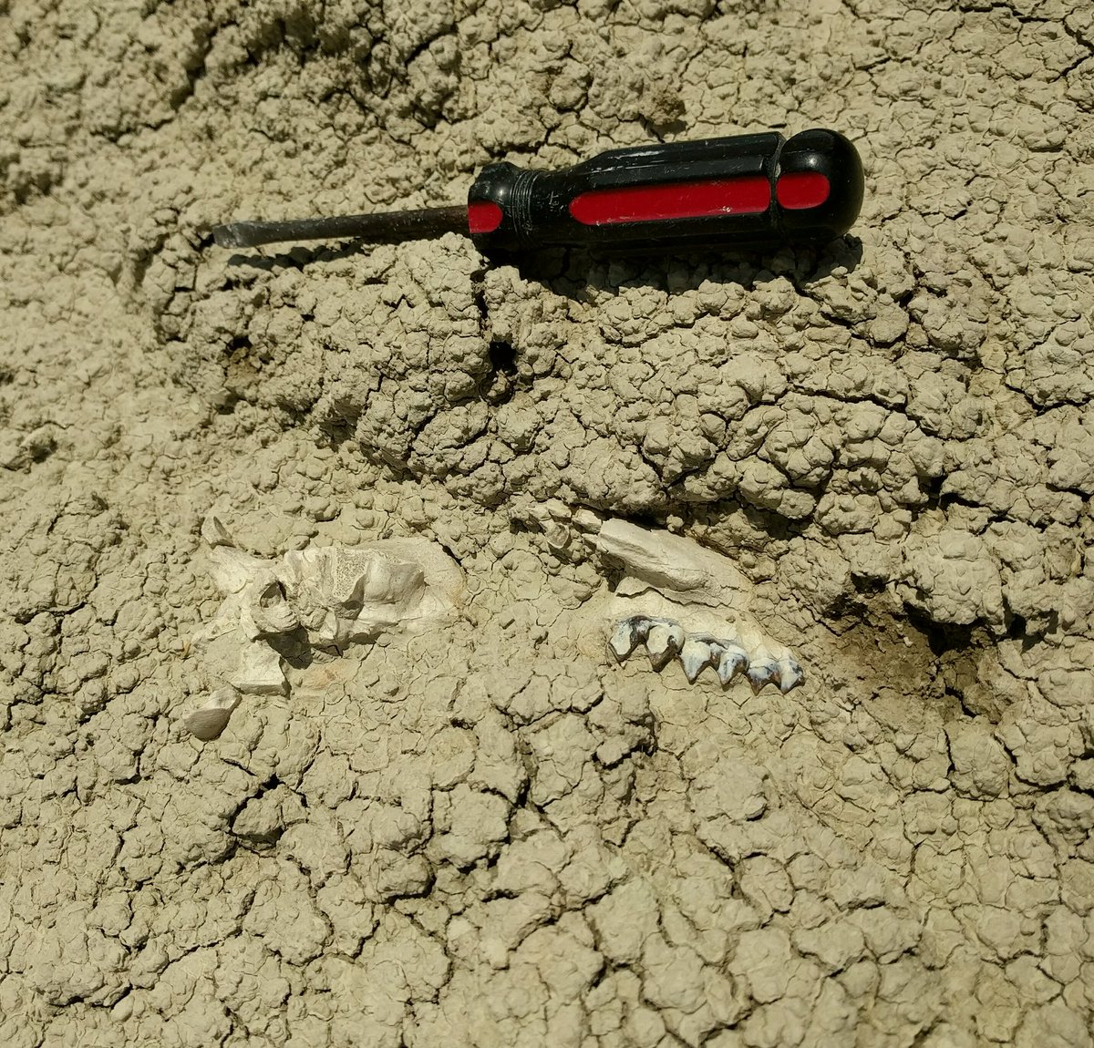 #FossilFriday