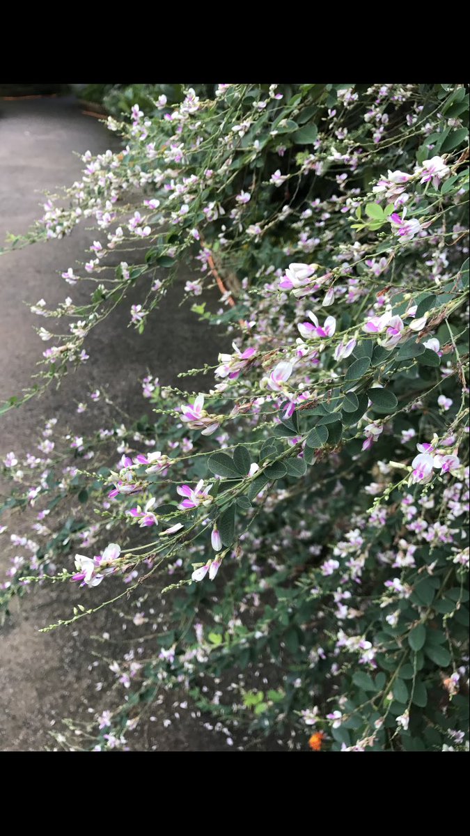 道端に萩と女郎花が美しい。岐路に立つ二人の政治家は、炉辺で語り継がれる英傑名花となれるか。小池百合子。女性首相になるや豹 道端に萩と女郎花が美しい。岐路に立つ二人の政治家は、炉辺で語り継がれる英傑名花となれるか。小池百合子。女性首相になるや豹