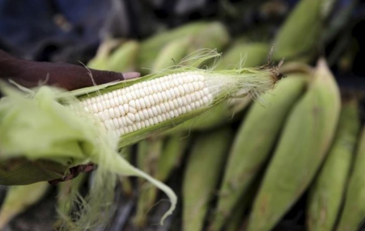 Maize farmers stare at huge losses as cheap imports flood market