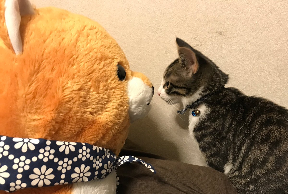 猫と犬? #ハヤテ #HAYATE 猫と犬? #ハヤテ #HAYATE