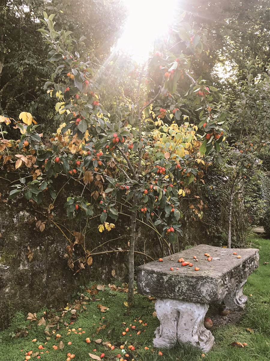 I Love these Crab Apple Trees looks like a FairyTale #MyGarden ???????????? https://t.co/E4cfrV5Als