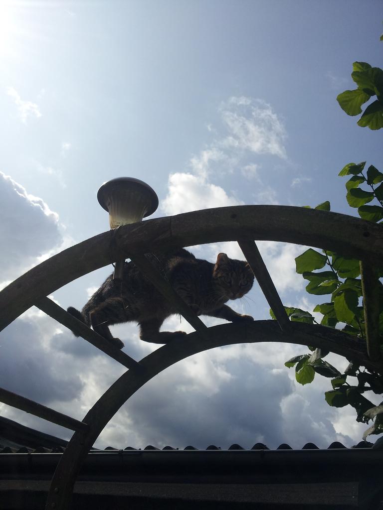 #Ninjawarriorgermany