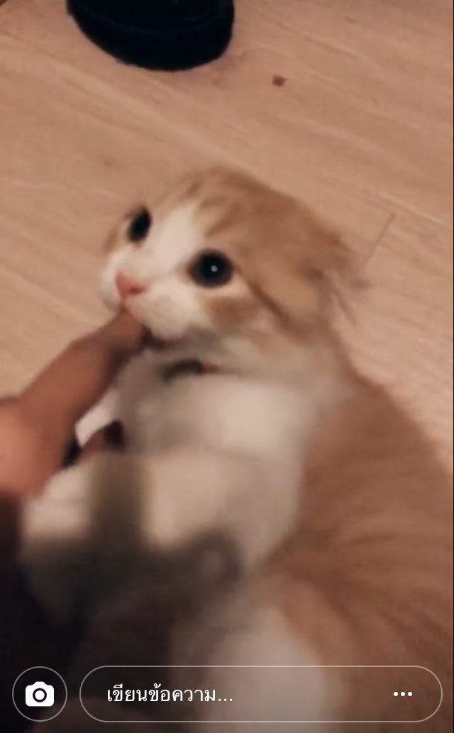 #ทาสแมว