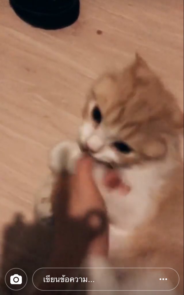 #ทาสแมว