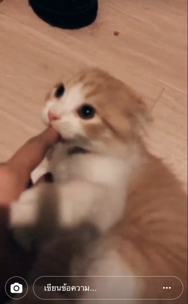 #ทาสแมว