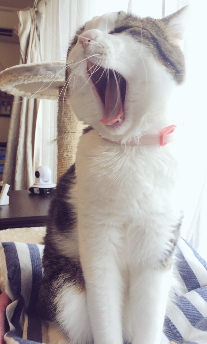 アクビ後の顔こわい#ユーリ #猫 アクビ後の顔こわい#ユーリ #猫