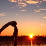 Exploring Michigan’s Wetland Wonders