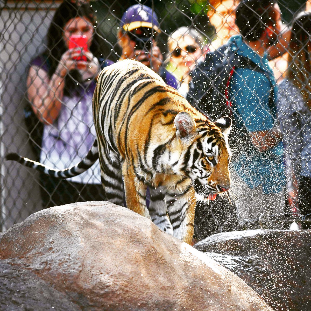 Mike VII