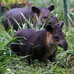 In Nicaragua, a fight to save endangered tapirs