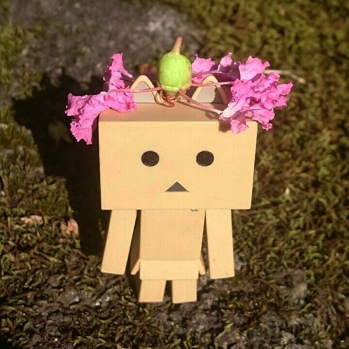 この花、にゃ~に?実(種)から花?が出てるにゃ#ダンボー#にゃんぼー#ニャンボー#ダボニャ#danbo この花、にゃ~に?実(種)から花?が出てるにゃ#ダンボー#にゃんぼー#ニャンボー#ダボニャ#danbo
