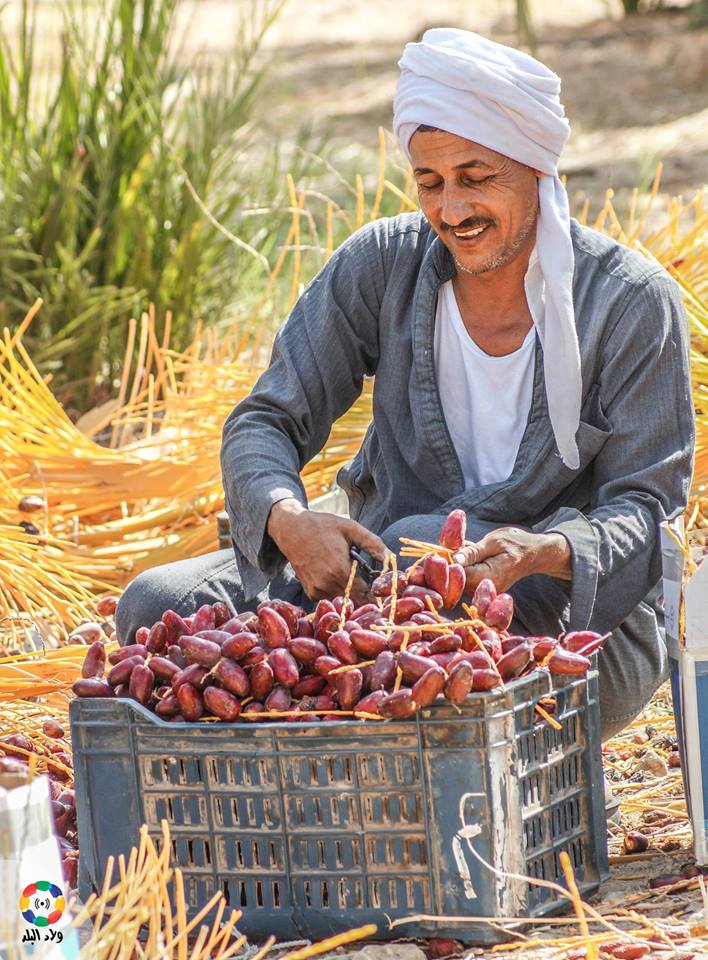 #اسيوط