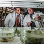 Islamic School of Canberra principal and ANU plant scientist travel to East Timor