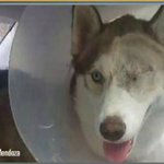 Navy man accused of torturing neighbors' dogs ordered to stand trial