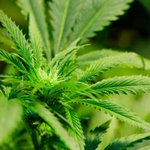 New Smyrna Beach buys time on medical-marijuana decision