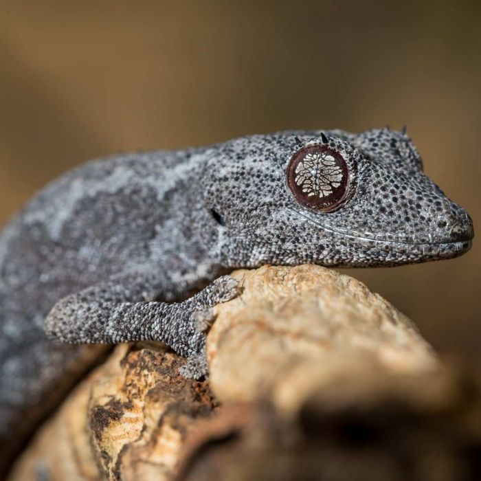 Wildlife photographer David Stowe shares top tips for capturing Mother Nature at its best