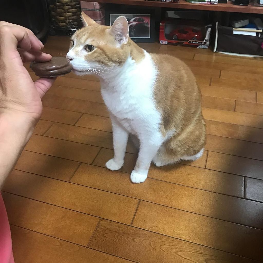ちょっとあたしの作った水ようかんを食べてよ〜!😤😤😤#ダンナ #猫 #ねこ #cat ちょっとあたしの作った水ようかんを食べてよ〜!😤😤😤#ダンナ #猫 #ねこ #cat