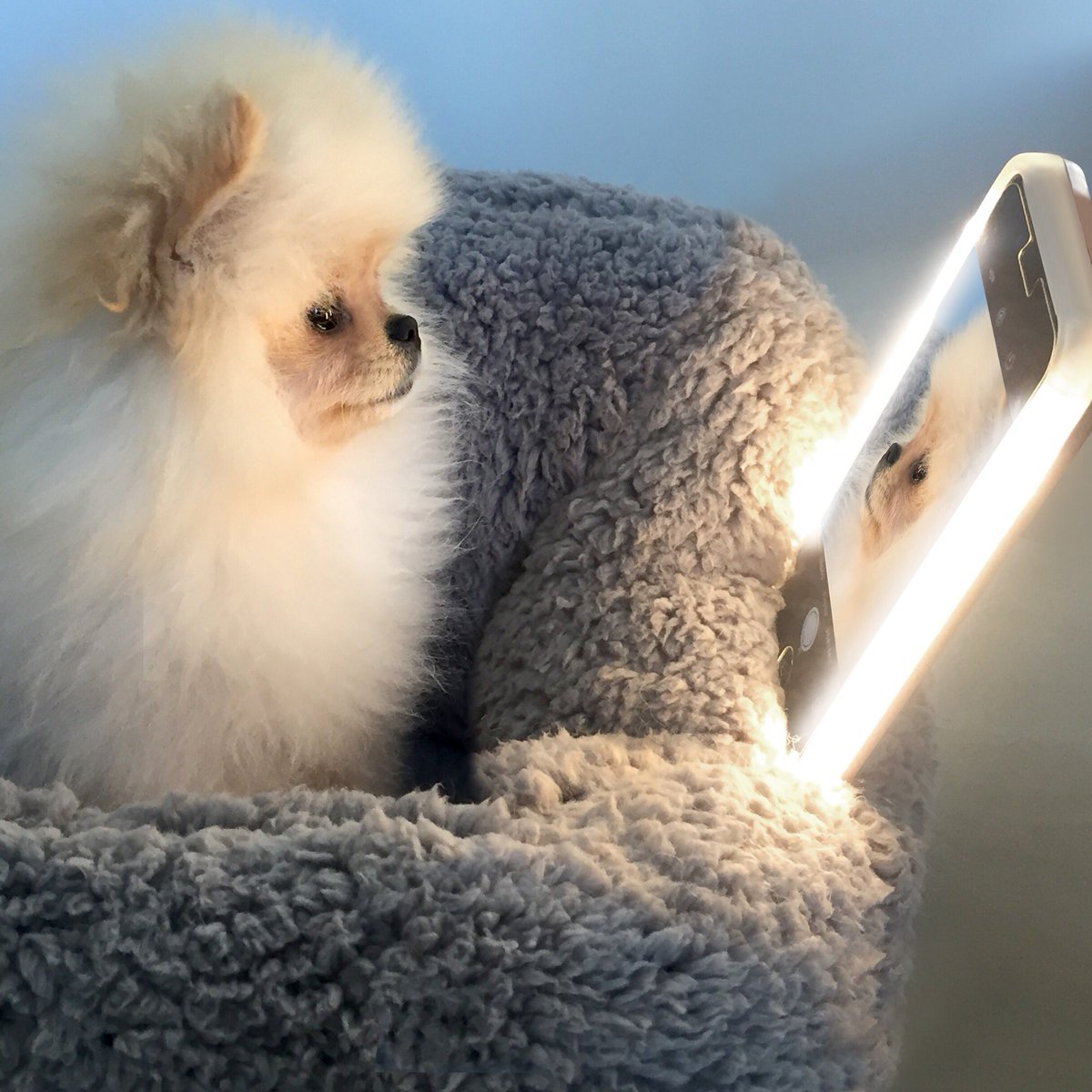How cute is Sushi using my phone lol
#ad @lumeecase 
50% off Labor Day sale at https://t.co/0FSgvkhsZF 
#litbylumee https://t.co/AT62IQvoL9