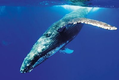 #BlueWhalegame