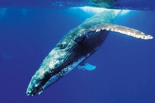 #BlueWhalegame