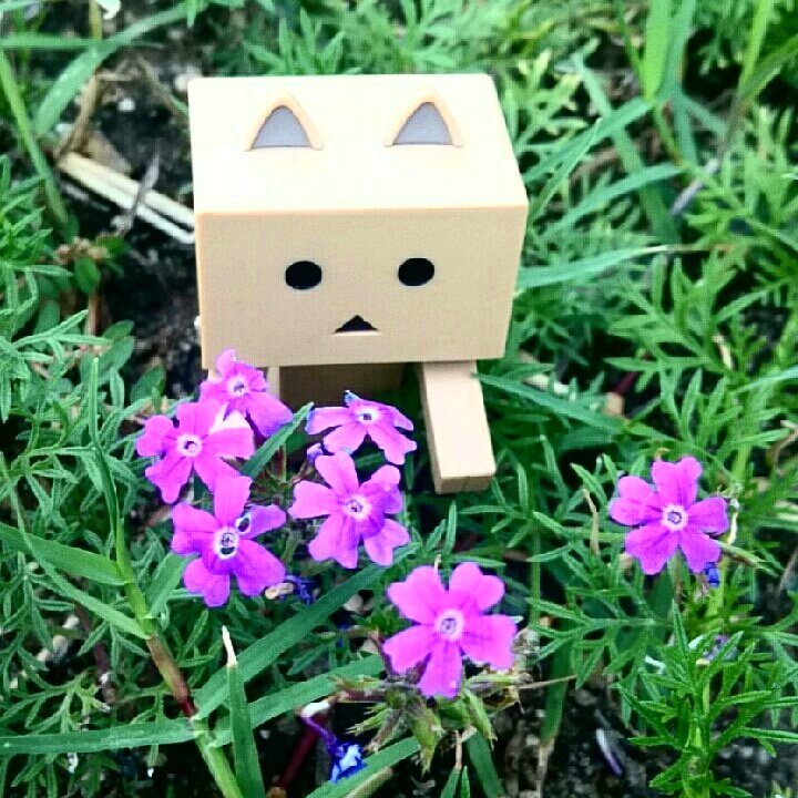 可愛いにゃ!#ダンボー#danbo#ニャンボー#にゃんぼー#ダボニャ 可愛いにゃ!#ダンボー#danbo#ニャンボー#にゃんぼー#ダボニャ