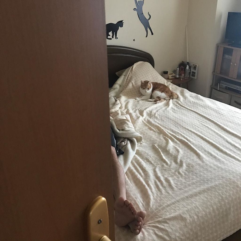 🐈また一緒に寝ようとしてる〜!仕事へ行ってきたあたしの寝場所がないってどーいうことぉ〜!おかしくなーい😤😤😤…#昼寝 # 🐈また一緒に寝ようとしてる〜!仕事へ行ってきたあたしの寝場所がないってどーいうことぉ〜!おかしくなーい😤😤😤…#昼寝 #