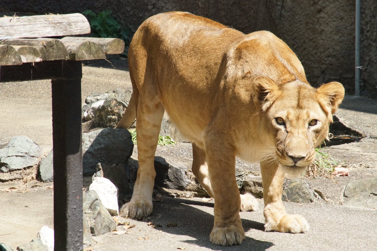 旭山動物園のライラさんは、20年以上生きているとは思えない若々しさ。オトさんは実は、彼の娘でサンのお姉さんなんだとか。オ 旭山動物園のライラさんは、20年以上生きているとは思えない若々しさ。オトさんは実は、彼の娘でサンのお姉さんなんだとか。オ