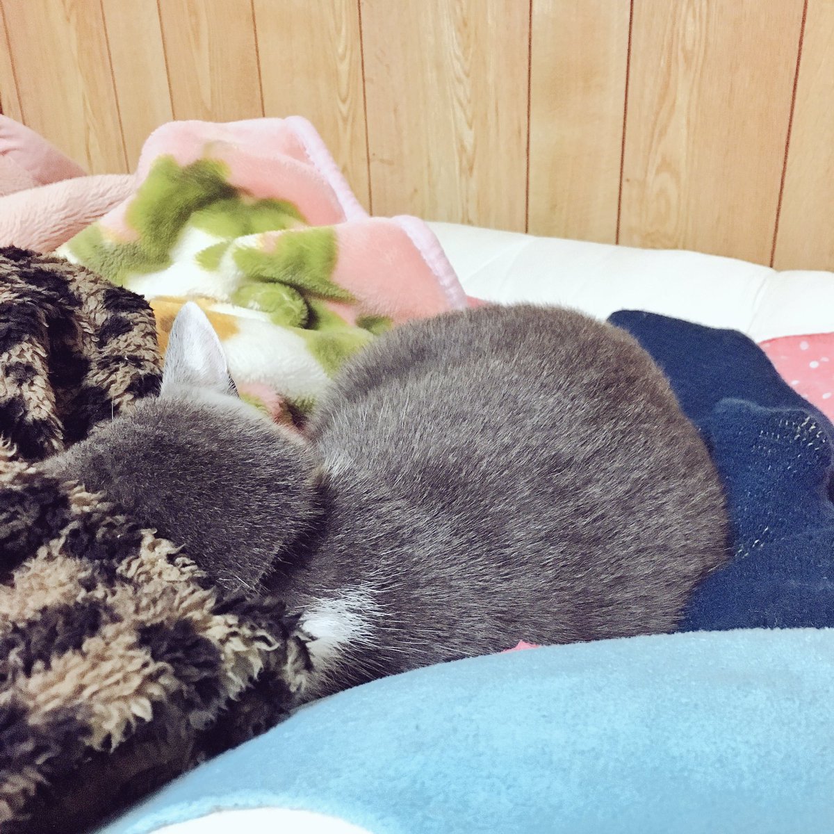 ささみさん、寒くなってくると私の布団来るよね寝心地いいかい? ささみさん、寒くなってくると私の布団来るよね寝心地いいかい?