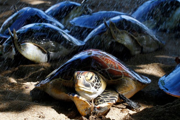 Scientists ask public to help track Hawaii green sea turtles