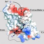 Zinc transporter key to fighting pancreatic cancer and more