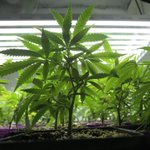 Daytona allowing medical pot dispensaries