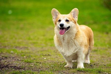 ひとりじめマイヒーローのしげおくっそ可愛い🐶💕最近のBL作品、よくわんこ出てくる作品多いよね。ドラマダのレンとか、スパラ ひとりじめマイヒーローのしげおくっそ可愛い🐶💕最近のBL作品、よくわんこ出てくる作品多いよね。ドラマダのレンとか、スパラ