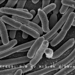 Researchers develop cheaper, faster test for E. coli in drinking water