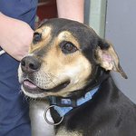 Pet fosters, adopters needed for Hurricane Irma