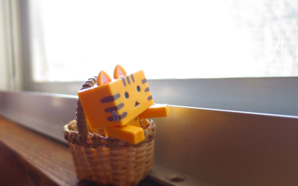 ぐっもーにん!ฅ^•ω•^ฅ#にゃんぼー #ダンボー#coregraphy #photography#ファインダー越しの ぐっもーにん!ฅ^•ω•^ฅ#にゃんぼー #ダンボー#coregraphy #photography#ファインダー越しの