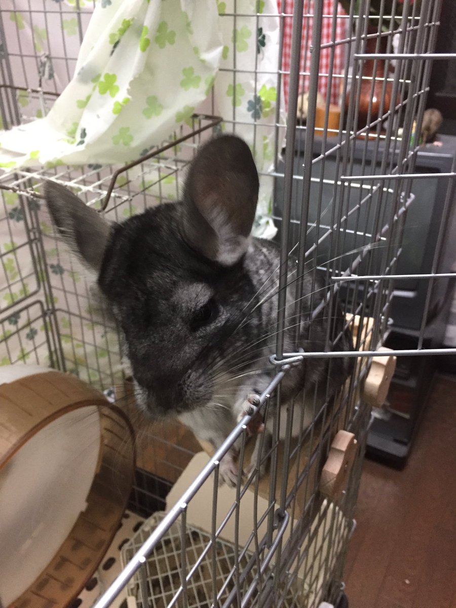 リプいっぱいありがとうございます!嬉しみ〜!!しかし今日は疲れすぎこまめに成り下がっているので、明日もろもろ返させて頂き リプいっぱいありがとうございます!嬉しみ〜!!しかし今日は疲れすぎこまめに成り下がっているので、明日もろもろ返させて頂き