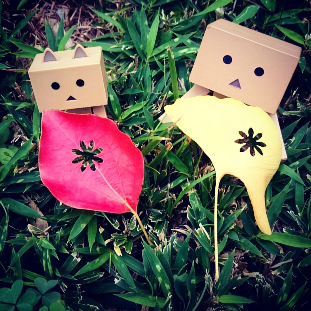 落ち葉にイタズラ🍂ごめんにゃさい🐾#ダンボー#ニャンボー#にゃんぼー 落ち葉にイタズラ🍂ごめんにゃさい🐾#ダンボー#ニャンボー#にゃんぼー