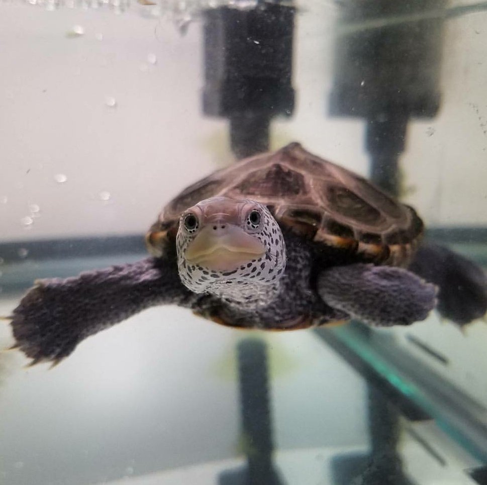 The Amphibian Foundation frogsneedourhelp